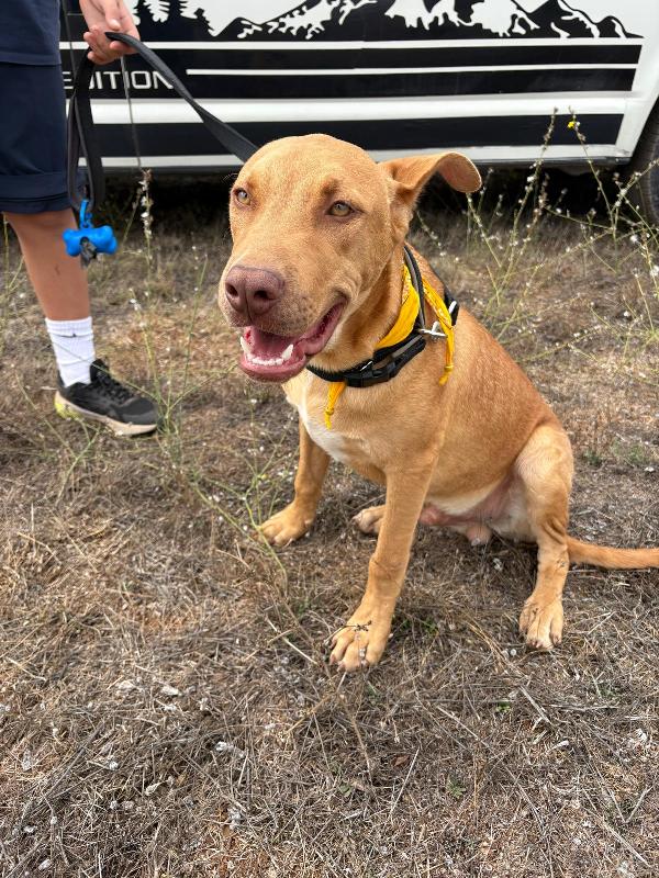 Beep, cucciolone mix pitbull 7 mesi Foto 2